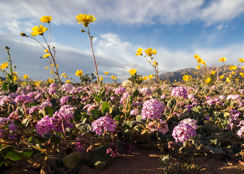death valley blooming flowers