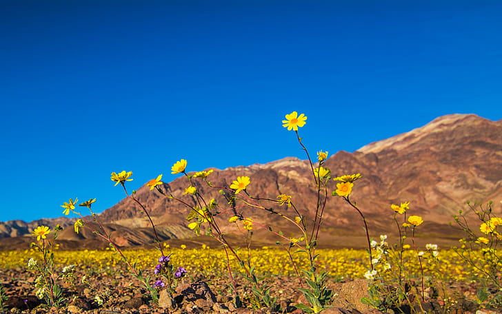 death valley spring flowers