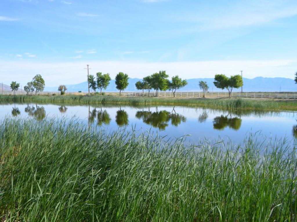 lake olancha on summer